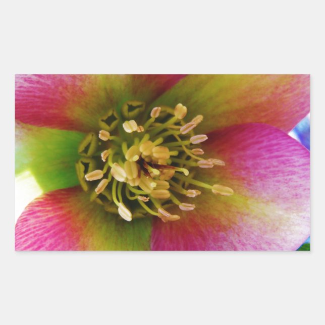 Pink Lenten Rose, Sticker (Front)