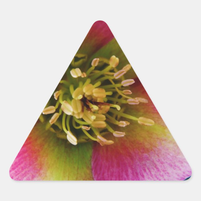 Pink Lenten Rose, Triangle Sticker (Front)