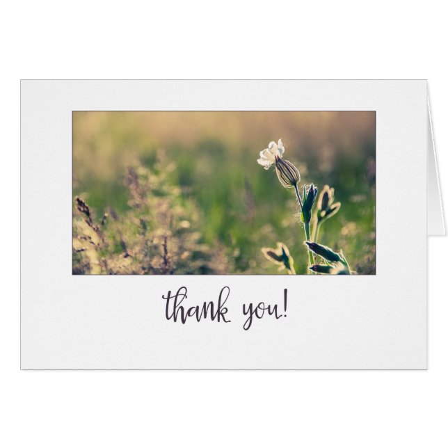 Pink Light Campion Wildflower Thank You (Front Horizontal)