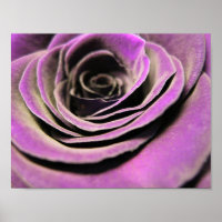 Pink Lilac Rose