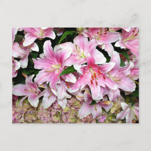 Pink Lilies & Hydrangea Postcard
