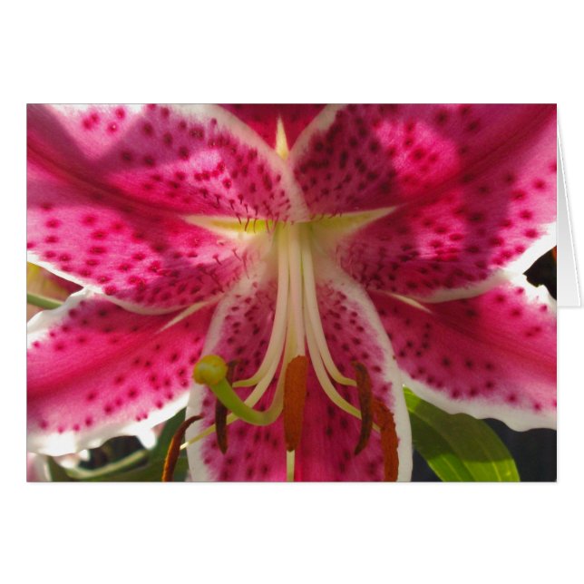 Pink lilies pink tropical flowers pink floral (Front Horizontal)