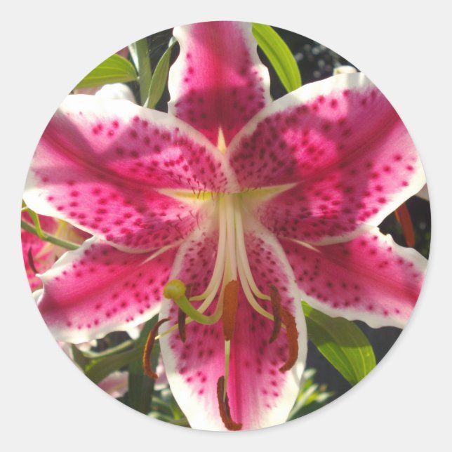 Pink lilies pink tropical flowers pink floral classic round sticker (Front)