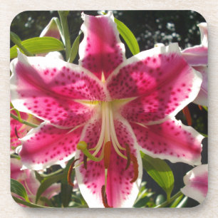 Pink lilies pink tropical flowers pink floral coaster
