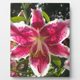 Pink lilies pink tropical flowers pink floral plaque
