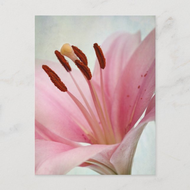 Pink Lilies Postcard (Front)