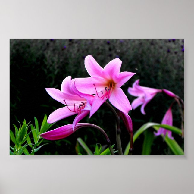Pink Lilies Poster (Front)