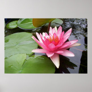 Pink Lilly In Pond Poster