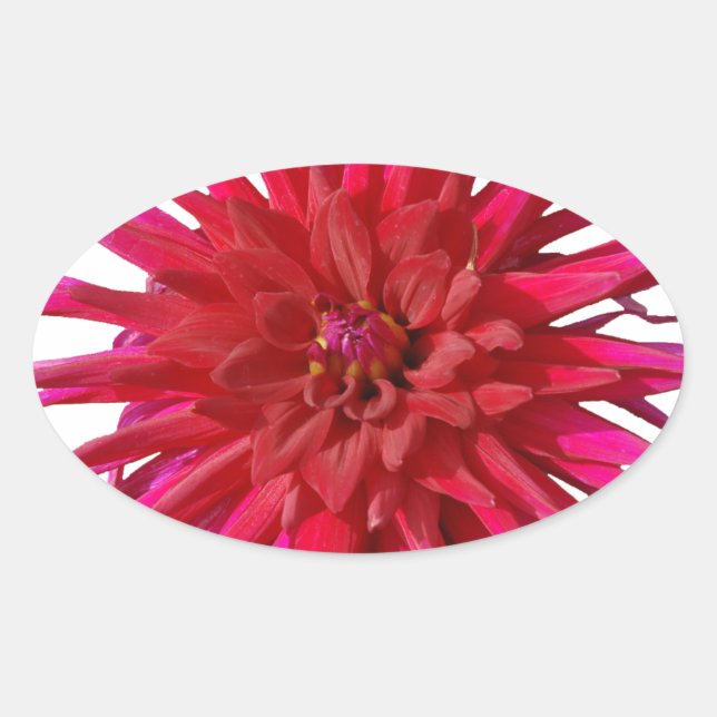 Pink Lilly Oval Sticker (Front)