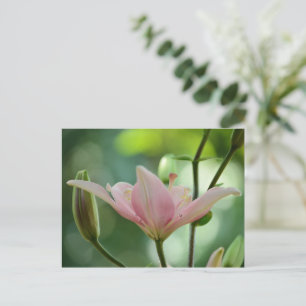 Pink Lily-Bokeh by Shirley Taylor Postcard