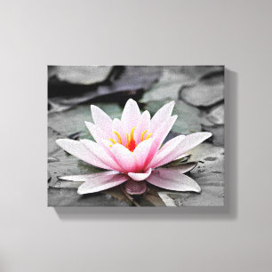 Pink Lily Flower with black background  Canvas Print