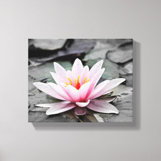 Pink Lily Flower with black background  Canvas Print
