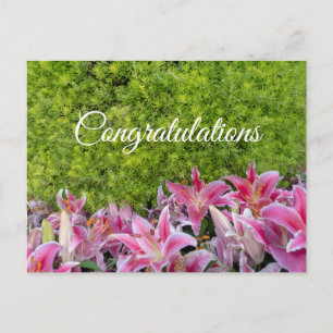 Pink Lily flowers on green plant Congratulations Postcard