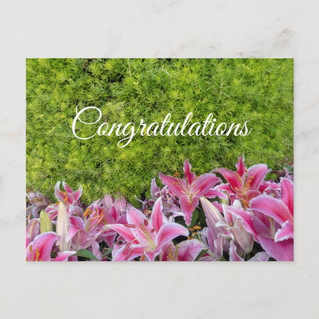Pink Lily flowers on green plant Congratulations Postcard (Front)