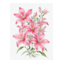 Pink Lily Flowers