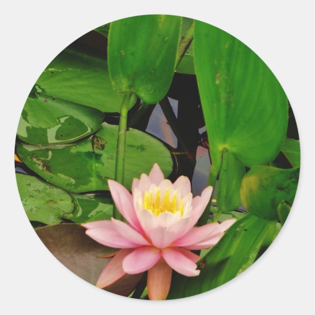 Pink lily lotus water lily flower classic round sticker (Front)
