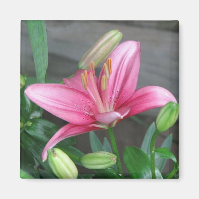 Pink Lily Magnet (Front)