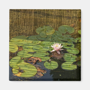 pink lily magnet