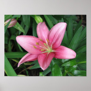 Pink Lily Poster