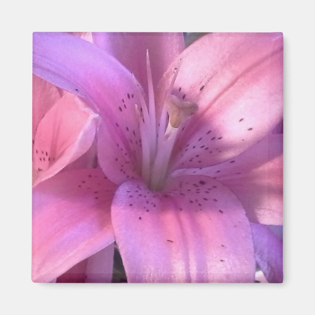 Pink Lily Refridgerator Magnet (Front)