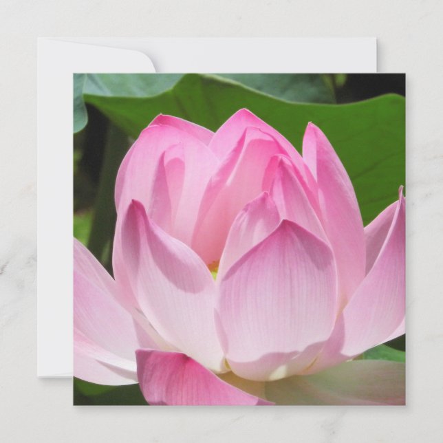 Pink Lotus Bloom Holiday Card (Front)
