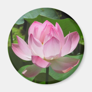 Pink Lotus Bloom Magnet