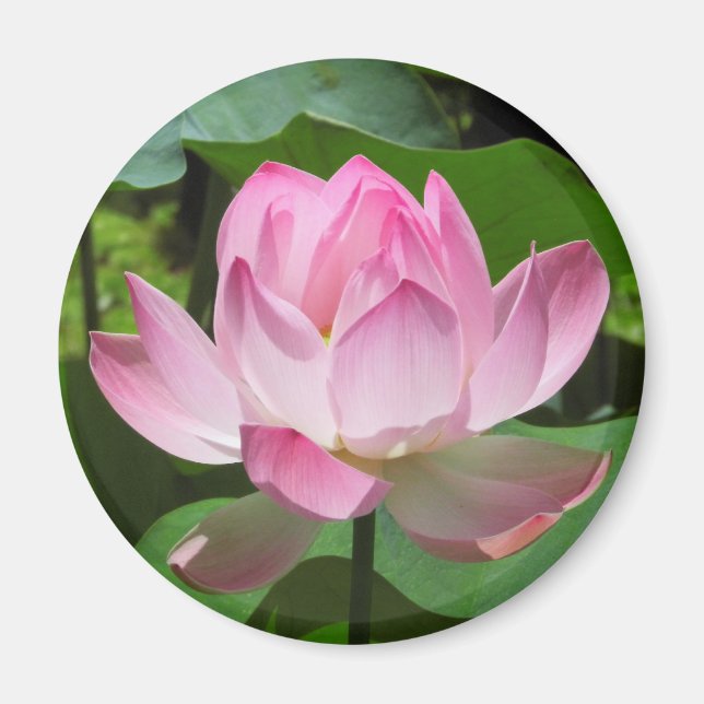 Pink Lotus Bloom Magnet (Front)