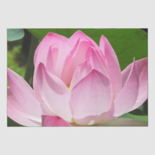 Pink Lotus Bloom Tissue Paper