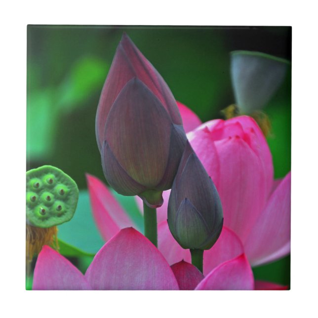 Pink Lotus Blossoms Tile (Front)