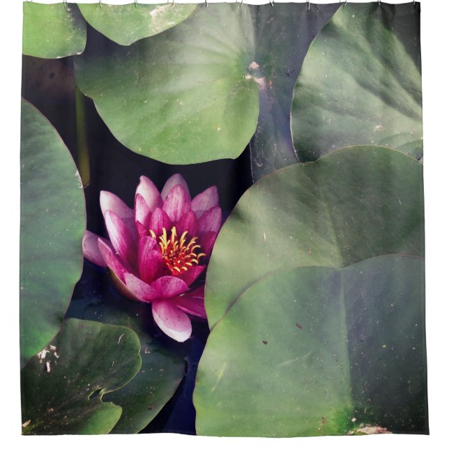 Pink Lotus Flower (Front)