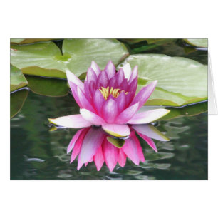 Pink Lotus Flower