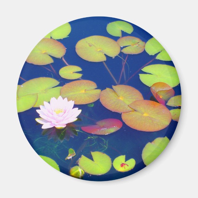 Pink Lotus Flower floating with lily pads on pond Magnet (Front)