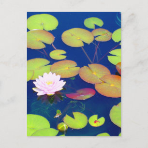 Pink Lotus Flower floating with lily pads on pond Postcard