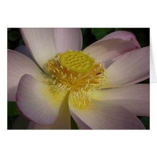 Pink Lotus Flower I Summer Floral