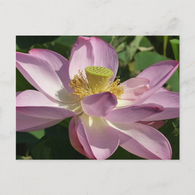 Pink Lotus Flower II Summer Floral Postcard (Front)