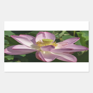 Pink Lotus Flower II Summer Floral Sticker