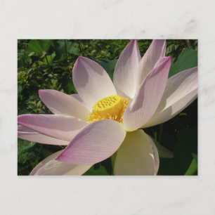 Pink Lotus Flower III Summer Floral Postcard