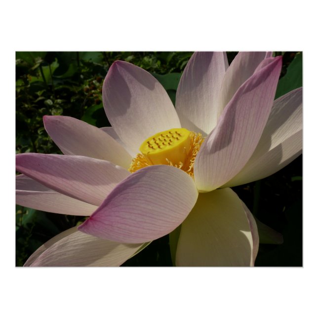 Pink Lotus Flower III Summer Floral Poster (Front)
