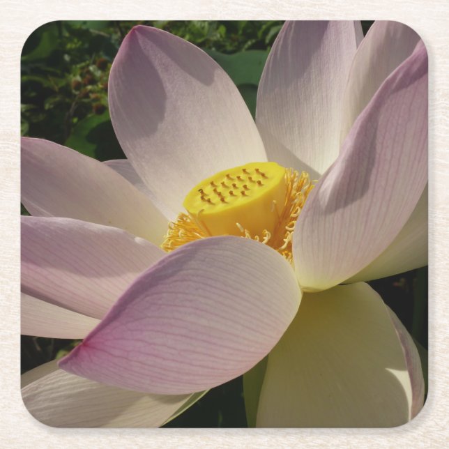 Pink Lotus Flower III Summer Floral Square Paper Coaster (Front)