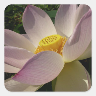 Pink Lotus Flower III Summer Floral Square Sticker