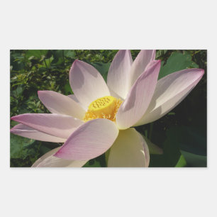 Pink Lotus Flower III Summer Floral Sticker