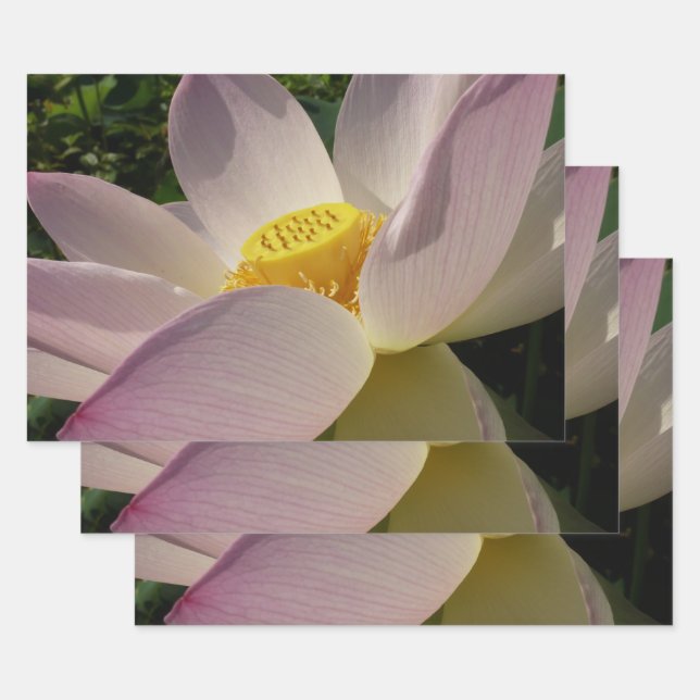 Pink Lotus Flower III Summer Floral Wrapping Paper Sheet (Set)