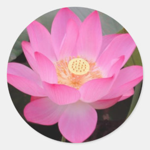Pink Lotus Flower In Bloom Classic Round Sticker