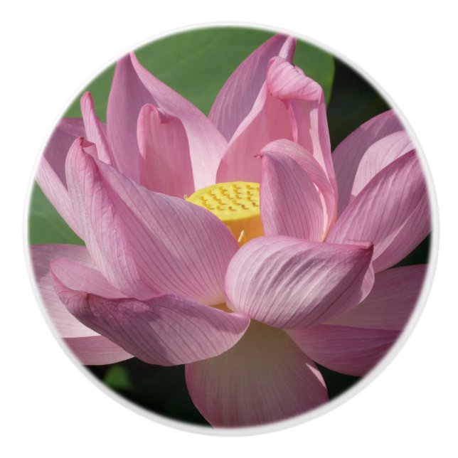 Pink Lotus Flower IV Ceramic Knob (Front)