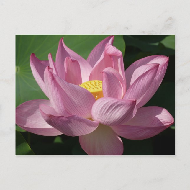 Pink Lotus Flower IV Postcard (Front)