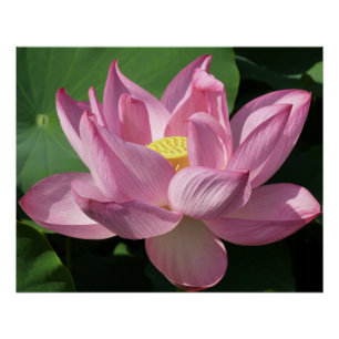 Pink Lotus Flower IV Poster