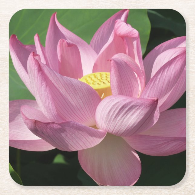 Pink Lotus Flower IV Square Paper Coaster (Front)