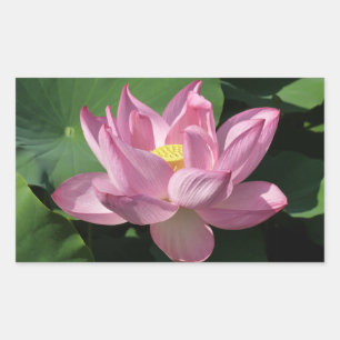Pink Lotus Flower IV Sticker