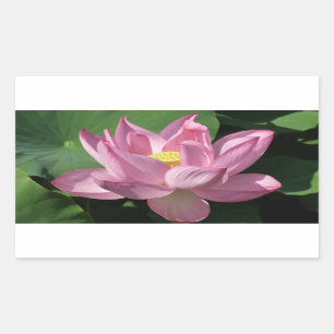 Pink Lotus Flower IV Sticker