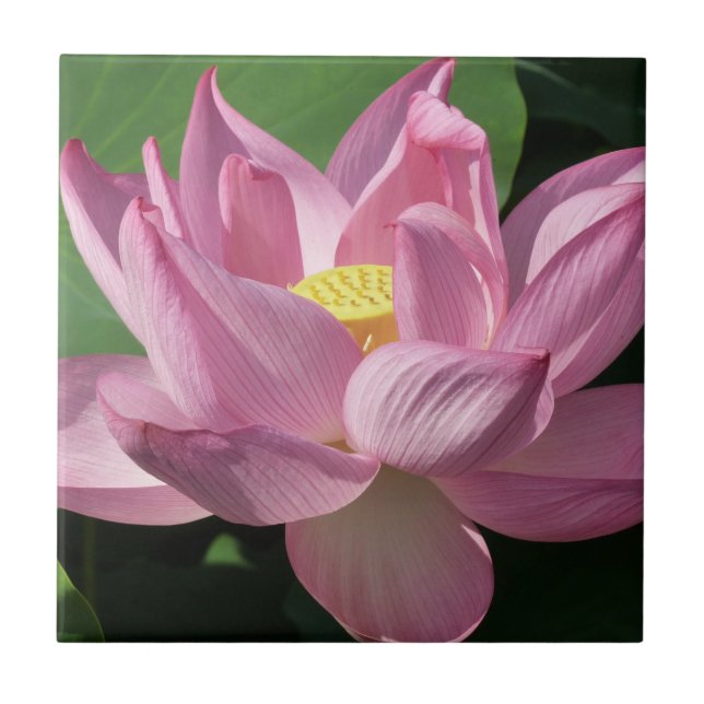 Pink Lotus Flower IV Tile (Front)